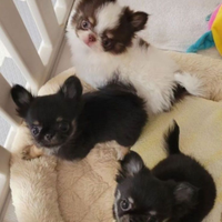 Chihuahua Toy c ucciola VISIBILE