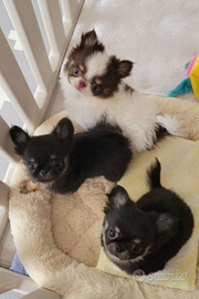 Chihuahua Toy c ucciola VISIBILE