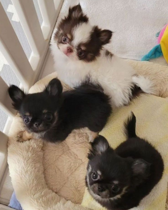 Chihuahua Toy c ucciola VISIBILE