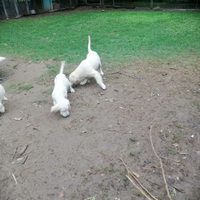 Cuccioli di golden retriever