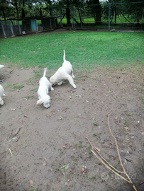 Cuccioli di golden retriever