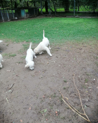Cuccioli di golden retriever