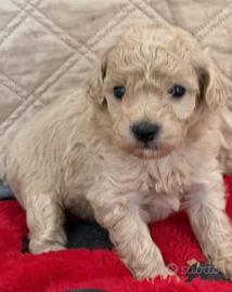 Barboncini su prenotazione