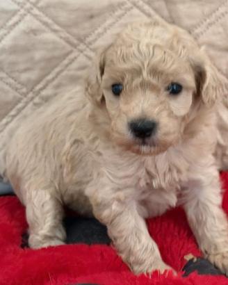 Barboncini su prenotazione