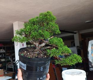 Bonsai ginepro itoigawa shohin