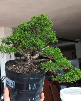 Bonsai ginepro itoigawa shohin