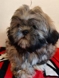 Tobby maschio shih tzu 