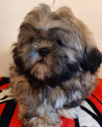 Tobby maschio shih tzu 