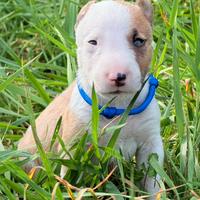 Bull terrier miniature micro