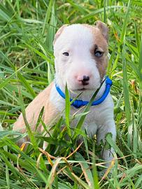 Bull terrier miniature micro