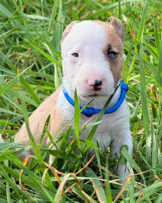 Bull terrier miniature micro