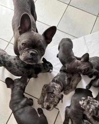 Bulldog Francese