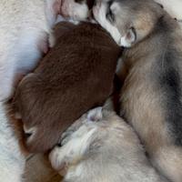 Cuccioli siberian husky
