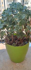 Aeonium Haworthii