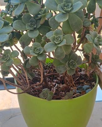 Aeonium Haworthii