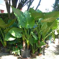 Piante di Alocasia