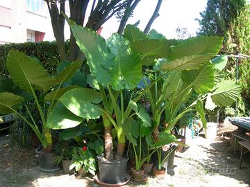 Piante di Alocasia