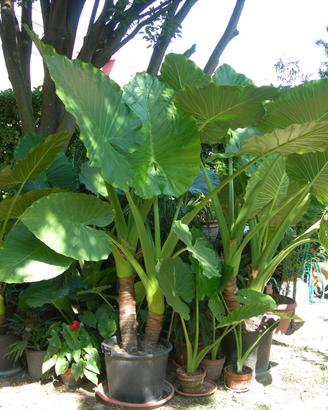 Piante di Alocasia