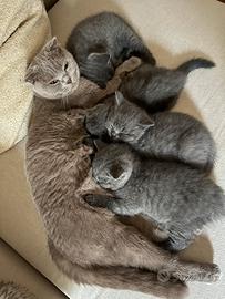 Animali