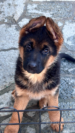 Cucciola pastore tedesco