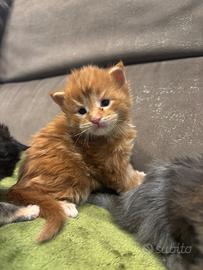 Cuccioli Mainecoon con pedigree