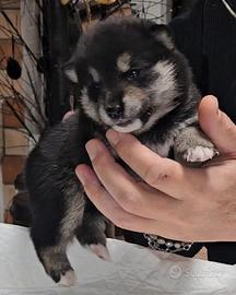 Cuccioli shiba inu