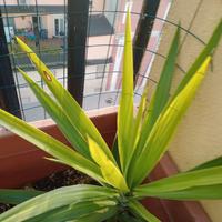 pianta Dracena