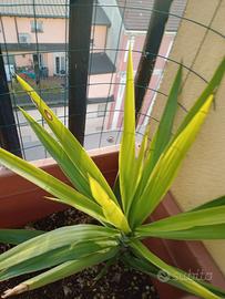 pianta Dracena