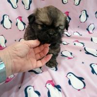 Tibetan Spaniel cuccioli