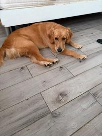 Golden retriver 7 messi