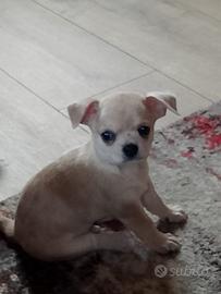 Chihuahua maschio