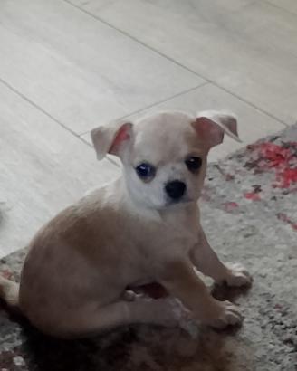 Chihuahua maschio