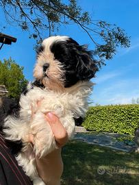 Shi-tzu Shitzu