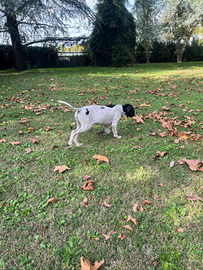 Cucciolone Pointer Inglese 5 mesi