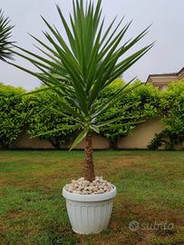 Pianta di Yucca in vaso bianco 