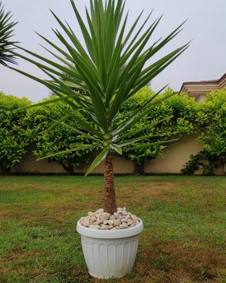 Pianta di Yucca in vaso bianco 