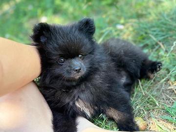 Volpino spitz di pomerania nano