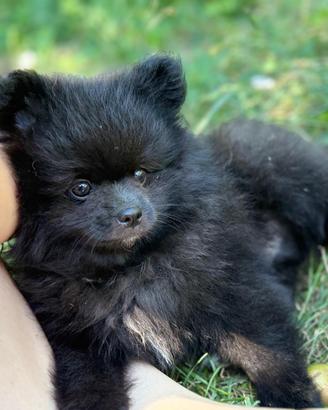 Volpino spitz di pomerania nano