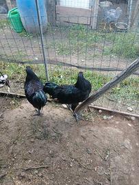 Galli