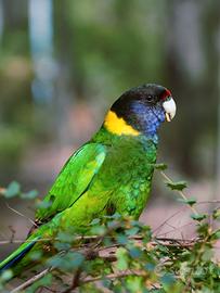 Coppie e singoli pappagalli