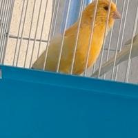 Canarino maschio giallo alla bianca