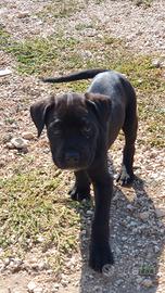 Cuccioli cane Corso pedigree