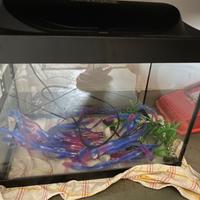 Acquario 30 litri Tetra