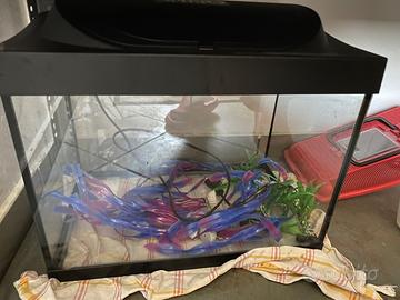 Acquario 30 litri Tetra