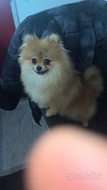 Spizt Pomerania femmina
