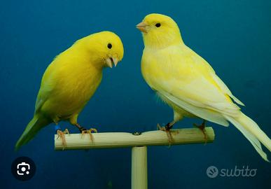 Coppie di canarini