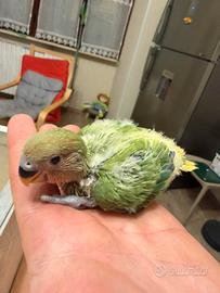 Inseparabili allevati a mano