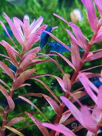 Gamberetti neocardine blue dream