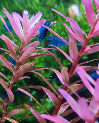 Gamberetti neocardine blue dream