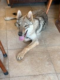 Cane lupo cecoslovacco